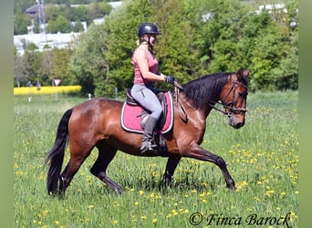 PRE Mix, Klacz, 5 lat, 162 cm, Gniada