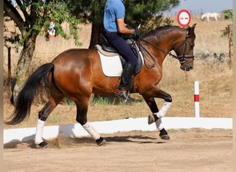 PRE Mix, Klacz, 5 lat, 162 cm, Gniada