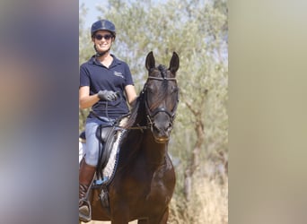 PRE, Klacz, 5 lat, 162 cm, Kara