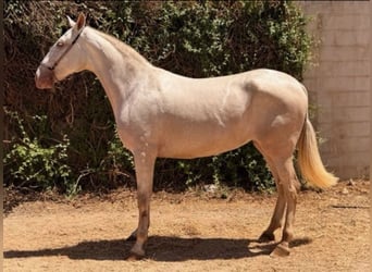 PRE Mix, Klacz, 5 lat, 162 cm, Perlino