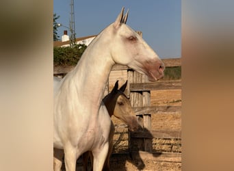 PRE Mix, Klacz, 5 lat, 162 cm, Perlino