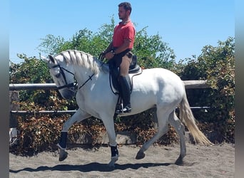 PRE Mix, Klacz, 5 lat, 162 cm, Siwa