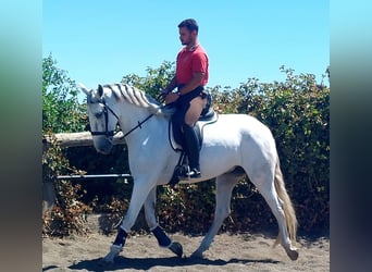 PRE Mix, Klacz, 5 lat, 162 cm, Siwa
