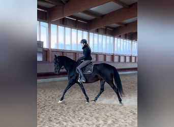 PRE Mix, Klacz, 5 lat, 162 cm, Skarogniada