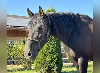 PRE Mix, Klacz, 5 lat, 162 cm, Skarogniada