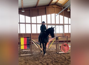 PRE Mix, Klacz, 5 lat, 162 cm, Skarogniada