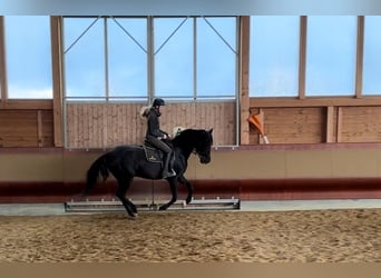 PRE Mix, Klacz, 5 lat, 162 cm, Skarogniada