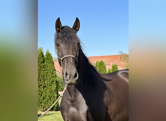 PRE Mix, Klacz, 5 lat, 162 cm, Skarogniada