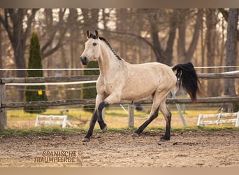 PRE, Klacz, 5 lat, 164 cm, Bułana