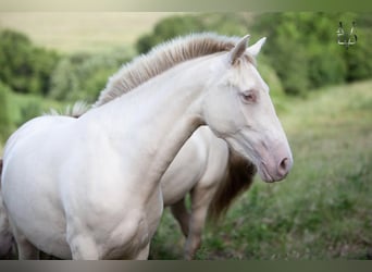 PRE Mix, Klacz, 5 lat, 165 cm, Cremello