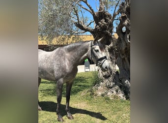 PRE, Klacz, 5 lat, 165 cm, Siwa