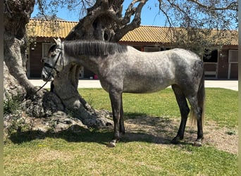 PRE, Klacz, 5 lat, 165 cm, Siwa