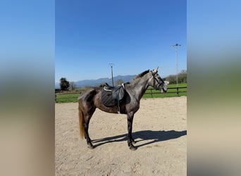 PRE Mix, Klacz, 5 lat, 165 cm, Siwa