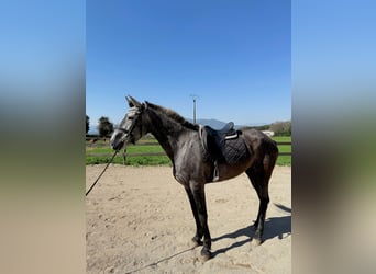 PRE Mix, Klacz, 5 lat, 165 cm, Siwa