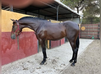 PRE, Klacz, 5 lat, 166 cm, Ciemnogniada