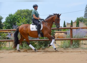 PRE, Klacz, 5 lat, 166 cm, Gniada