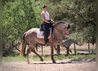 PRE Mix, Klacz, 5 lat, 166 cm, Stalowosiwy
