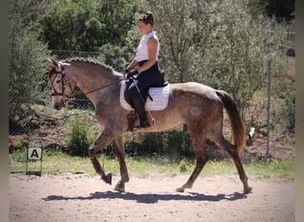 PRE Mix, Klacz, 5 lat, 166 cm, Stalowosiwy