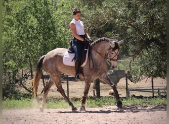 PRE Mix, Klacz, 5 lat, 166 cm, Stalowosiwy