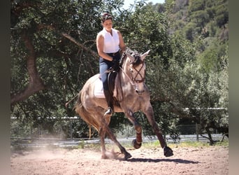 PRE Mix, Klacz, 5 lat, 166 cm, Stalowosiwy