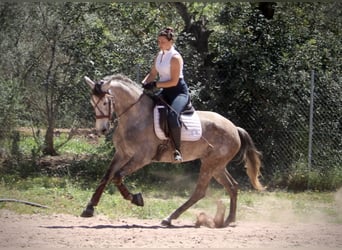 PRE Mix, Klacz, 5 lat, 166 cm, Stalowosiwy