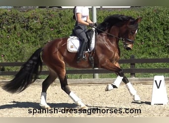 PRE Mix, Klacz, 5 lat, 167 cm, Gniada