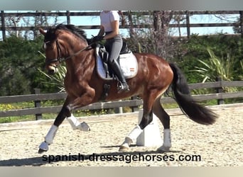 PRE Mix, Klacz, 5 lat, 167 cm, Gniada