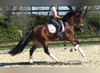 PRE Mix, Klacz, 5 lat, 167 cm, Gniada