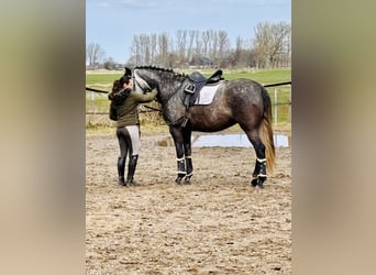 PRE Mix, Klacz, 5 lat, 167 cm, Siwa