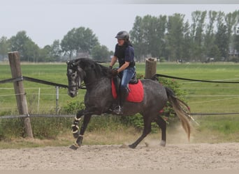 PRE, Klacz, 5 lat, 167 cm, Siwa