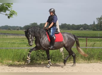 PRE, Klacz, 5 lat, 167 cm, Siwa