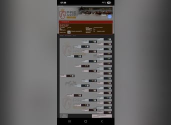 PRE, Klacz, 5 lat, 169 cm, Jelenia