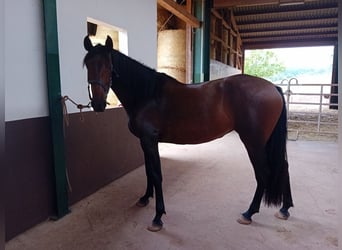 PRE, Klacz, 5 lat, 172 cm, Gniada