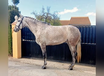 PRE, Klacz, 5 lat, 175 cm, Siwa jabłkowita