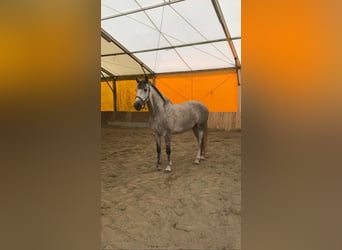 PRE Mix, Klacz, 6 lat, 151 cm, Siwa jabłkowita