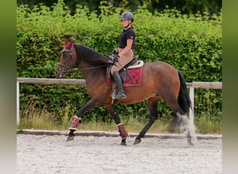 PRE Mix, Klacz, 6 lat, 153 cm, Ciemnogniada