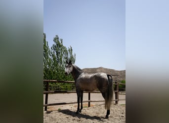 PRE Mix, Klacz, 6 lat, 155 cm, Siwa