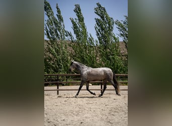 PRE Mix, Klacz, 6 lat, 155 cm, Siwa