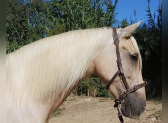 PRE Mix, Klacz, 6 lat, 157 cm, Izabelowata