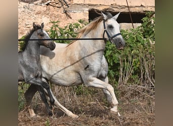 PRE Mix, Klacz, 6 lat, 158 cm, Siwa