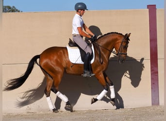 PRE Mix, Klacz, 6 lat, 160 cm, Gniada