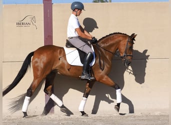 PRE Mix, Klacz, 6 lat, 160 cm, Gniada