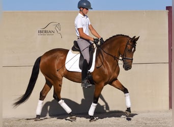 PRE Mix, Klacz, 6 lat, 160 cm, Gniada