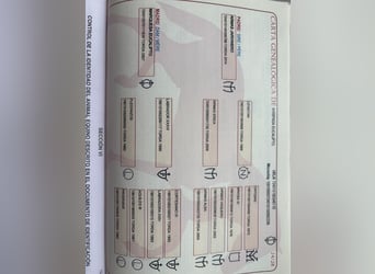 PRE Mix, Klacz, 6 lat, 160 cm, Siwa jabłkowita