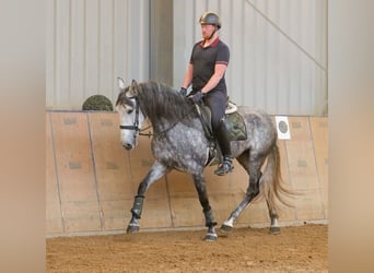 PRE Mix, Klacz, 6 lat, 160 cm, Stalowosiwy