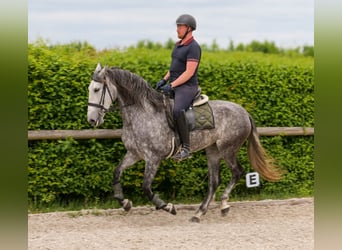 PRE Mix, Klacz, 6 lat, 160 cm, Stalowosiwy