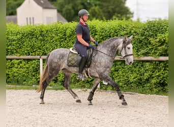 PRE Mix, Klacz, 6 lat, 160 cm, Stalowosiwy