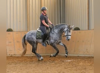PRE Mix, Klacz, 6 lat, 160 cm, Stalowosiwy