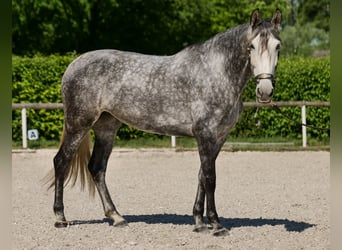 PRE Mix, Klacz, 6 lat, 160 cm, Stalowosiwy