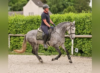 PRE Mix, Klacz, 6 lat, 160 cm, Stalowosiwy